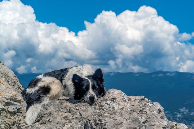 Foto o cão está deitado sobre uma grande pedra no contexto de montanhas e nuvens brancas.