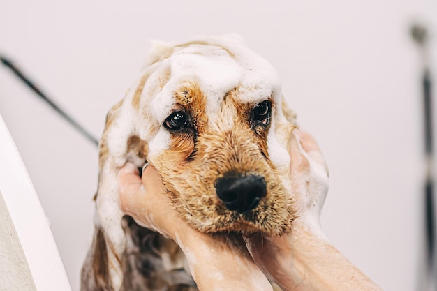 O cão está encantado Cuidando de amigos da família