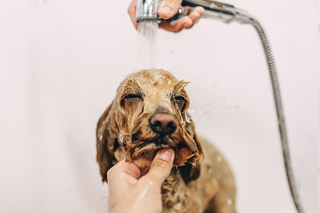 O cão está encantado Cuidando de amigos da família