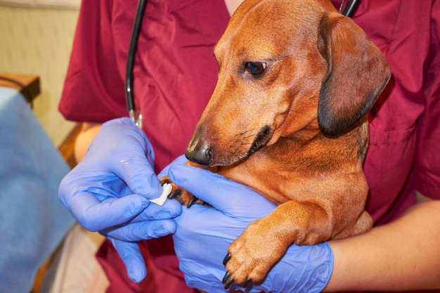 O cão está nas mãos do veterinário.
