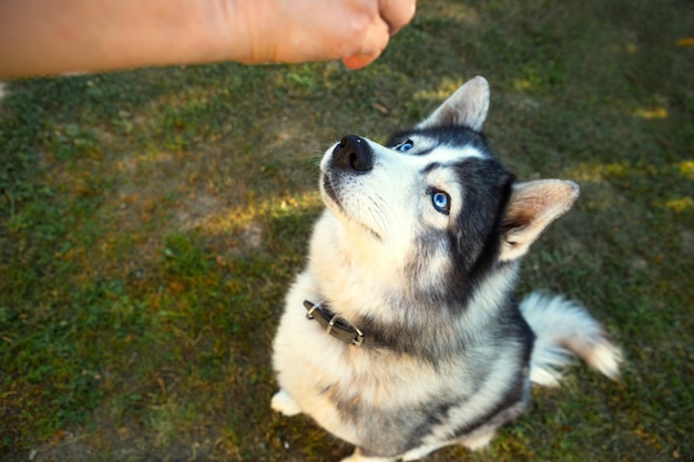 O cão Husky fica delicioso ao executar o comando Sentar.