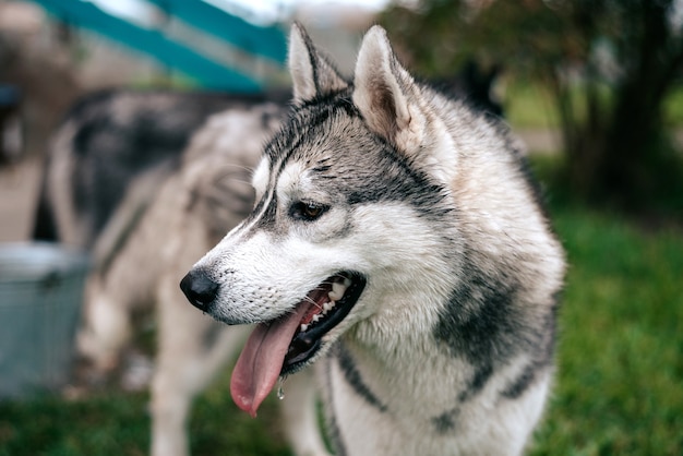O cão husky siberiano com olhos azuis fica de pé e olha para a frente. Árvores verdes brilhantes e grama estão no fundo.