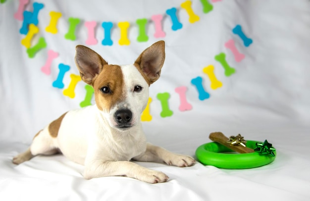 O cão Jack Russell Terrier encontra-se em um fundo branco com uma guirlanda em forma de ossos Ao lado dele seus presentes anel verde e osso com presentes olha para a câmera