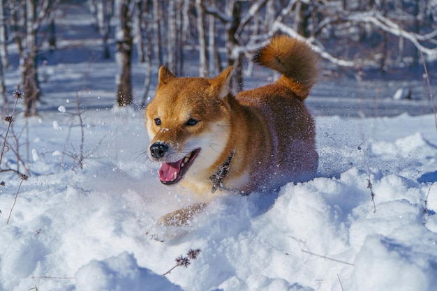 O cão japonês shiba inu brinca na neve no inverno