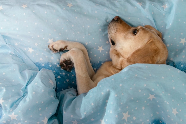 O cão labrador encontra-se debaixo de um cobertor.