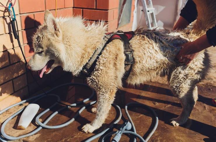 Foto o cão lava sob um chuveiro foco seletivo