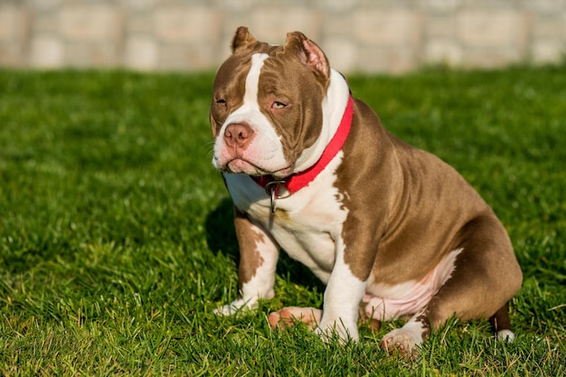 O cão macho valentão americano cor chocolate está na grama verde