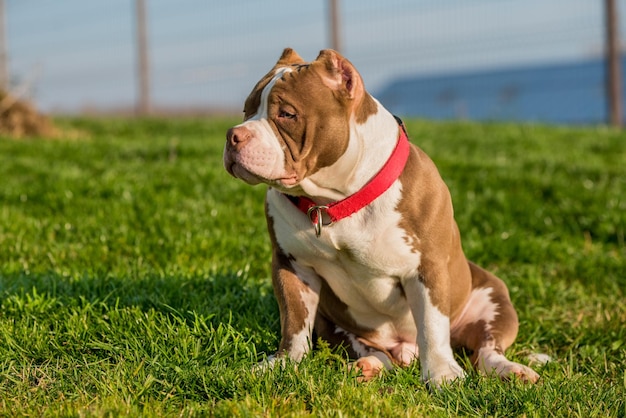 O cão macho valentão americano cor chocolate está na grama verde