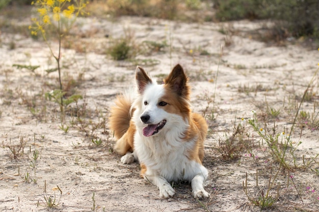 O cão mais bonito e inteligente do mundo Border Collie Tan e branco Na natureza