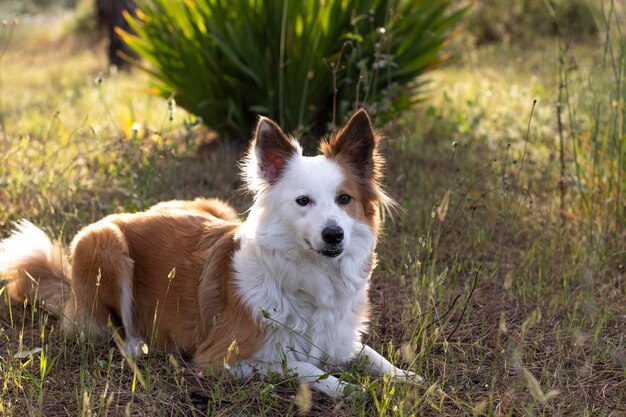 O cão mais bonito e inteligente do mundo Border Collie Tan e branco Na natureza