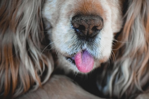 O cão mostra a língua.