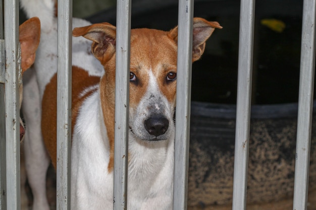 O cão na gaiola de lado em casa