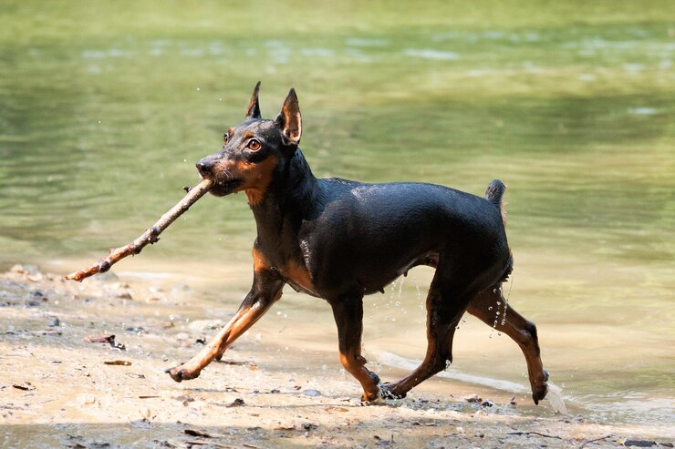 Foto o cão-pinscher em miniatura corre ao longo da lagoa e carrega um bastão