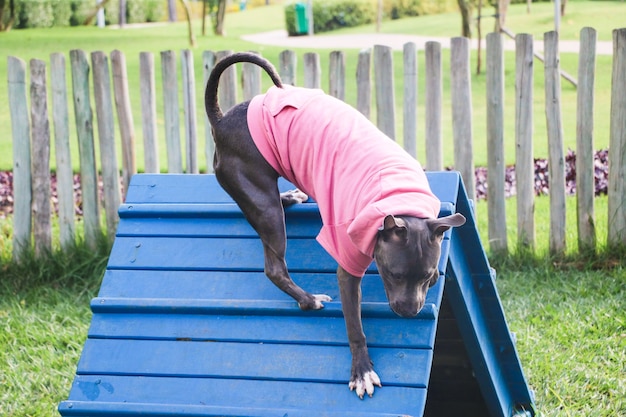 O cão pit bull com um moletom rosa sobe a rampa enquanto pratica agilidade e brinca no parque dos cães. Espaço para cachorros com brinquedos tipo rampa e pneus para ele se exercitar.