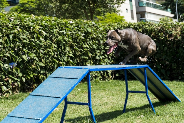 O cão pit bull sobe a rampa enquanto pratica agilidade e brinca no parque canino. Espaço para cachorros com brinquedos tipo rampa e pneus para ele se exercitar.