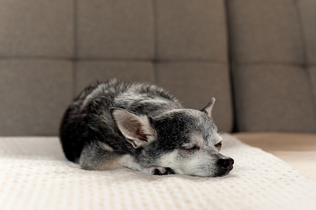 O cão preto velho da chihuahua tentou dormir no sofá em casa.