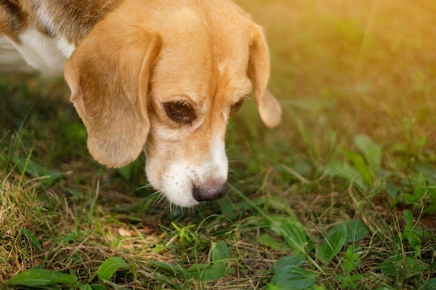 O cão puro-sangue Beagle cheira a grama enquanto caminha no parque em uma noite ensolarada