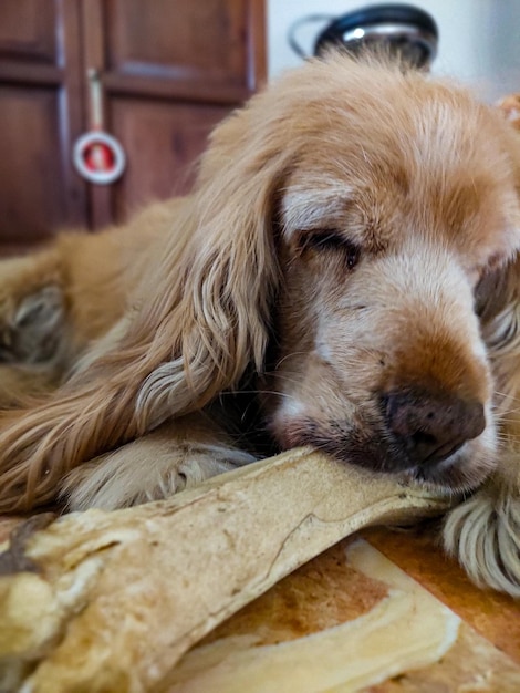 Foto o cão roe o osso.