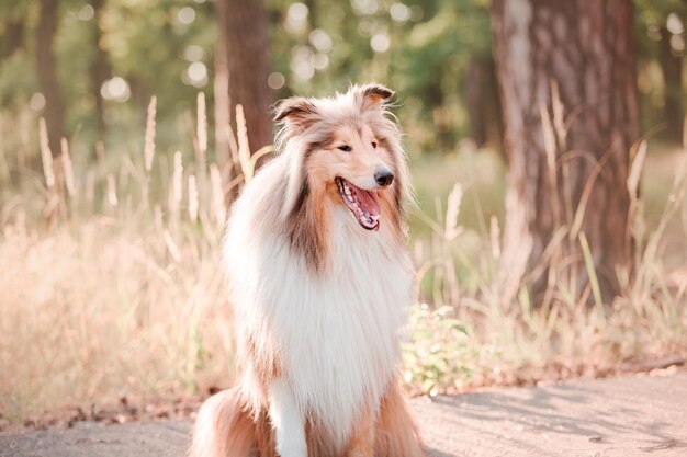 O cão Rough Collie ao ar livre