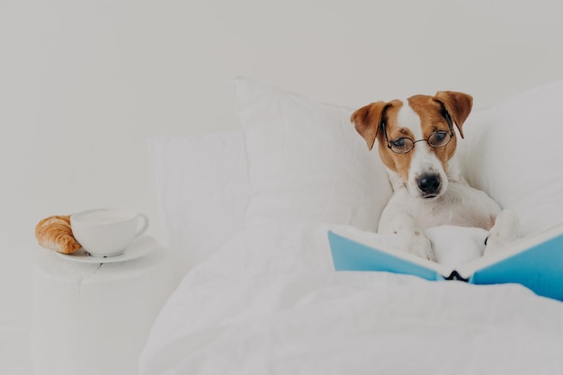 O cão russel terrier de pedigree inteligente fica na cama confortável e lê o livro como um humano usa óculos redondos delicioso café da manhã perto de animais descansar conceito de conhecimento Animal de estimação inteligente