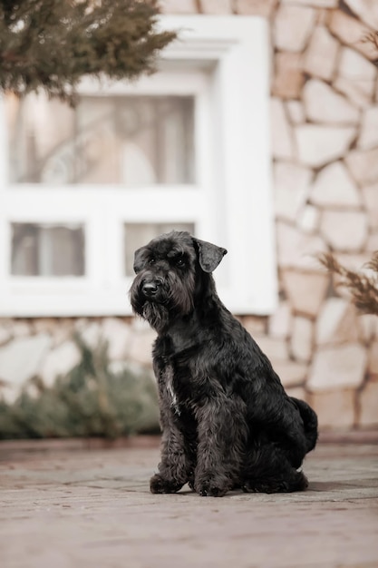 O cão Schnauzer miniatura na cidade velha