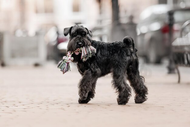 O cão Schnauzer miniatura na cidade velha