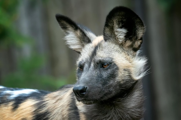 O cão selvagem africano Lycaon pictus