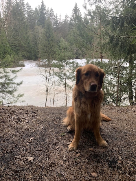 O cão senta-se em um lago congelado da floresta
