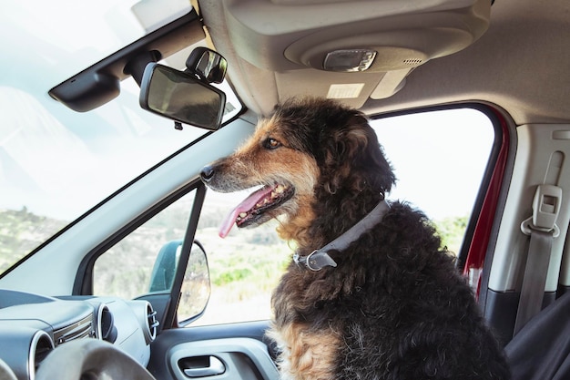 O cão senta-se no assento do co-piloto do veículo