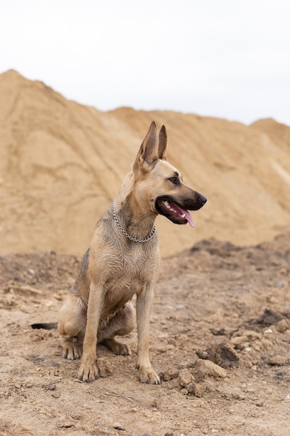 O cão senta-se num fundo de montanhas arenosas o cão obedece aos comandos