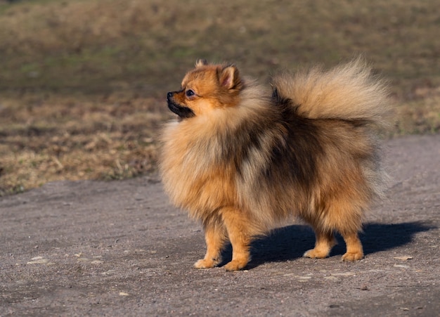 O cão spitz pequeno está andando no gramado na primavera.