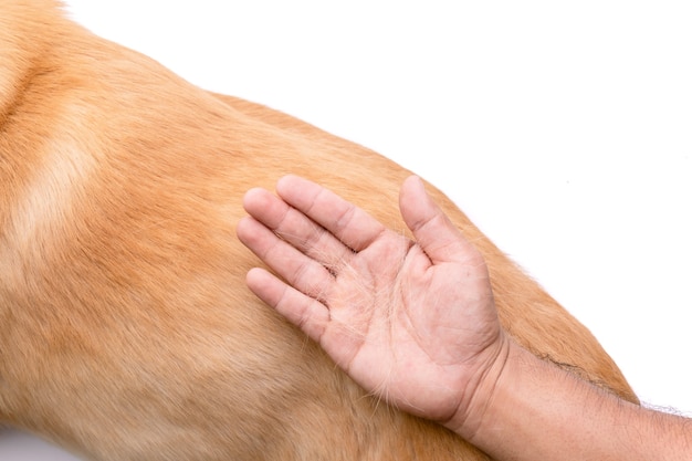 O cão tem perdido o conceito de pele. Vista superior da mão segurando pelo ou pelo de cachorro em um corpo de cachorro