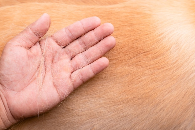 O cão tem perdido o conceito de pele. vista superior da mão segurando pelo ou pelo de cachorro em um corpo de cachorro