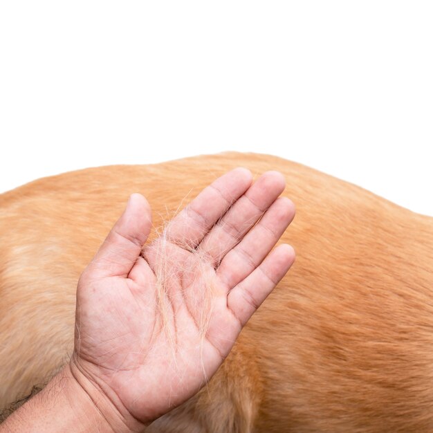 O cão tem perdido o conceito de pele. Vista superior da mão segurando pelo ou pelo de cachorro em um corpo de cachorro