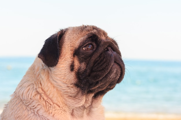 O cão triste do pug senta-se na praia e olha-se o mar.