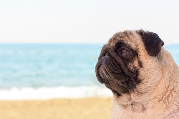 O cão triste do pug senta-se na praia e olha-se o mar.