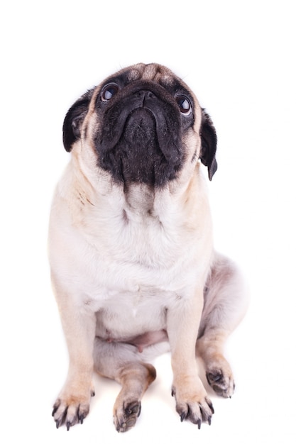 Foto o cão triste pug senta-se e olhando para cima.