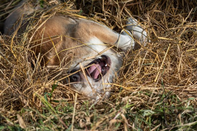 Foto o cão vadio marrom tailandês é um mamífero tipo animal e um animal de estimação tão fofo brincando