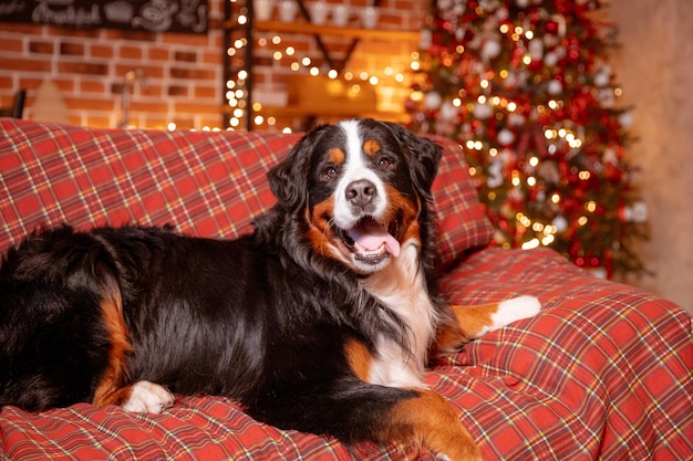 O cão Zenenhund está deitado em casa no sofá perto da árvore de Natal o conceito de Natal