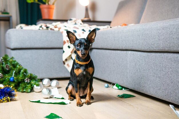 O cãozinho engraçado pinscher fez uma bagunça na sala e brincou com a árvore de natal