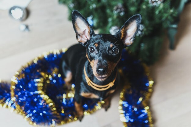 O cãozinho engraçado pinscher fez uma bagunça na sala e brincou com a árvore de natal