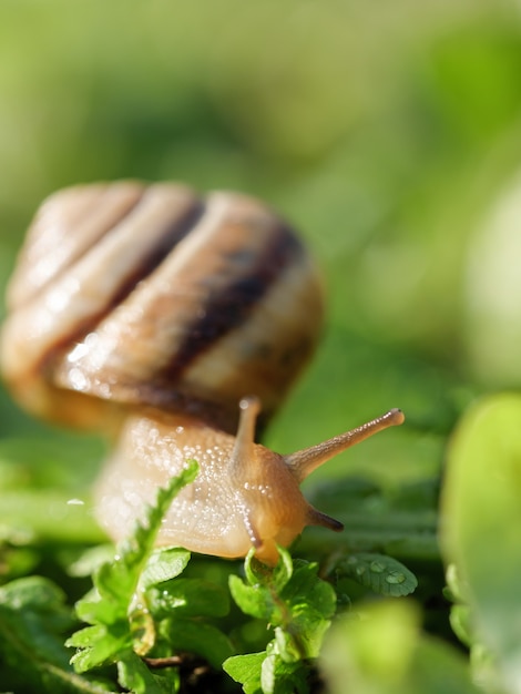 O caracol está rastejando na grama verde. foto vertical.