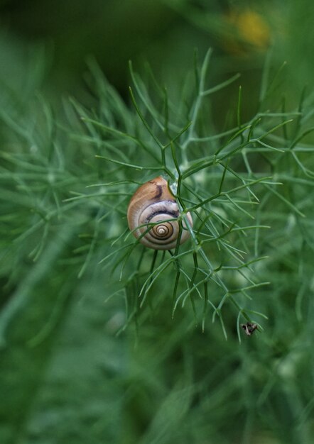 O caracol na planta