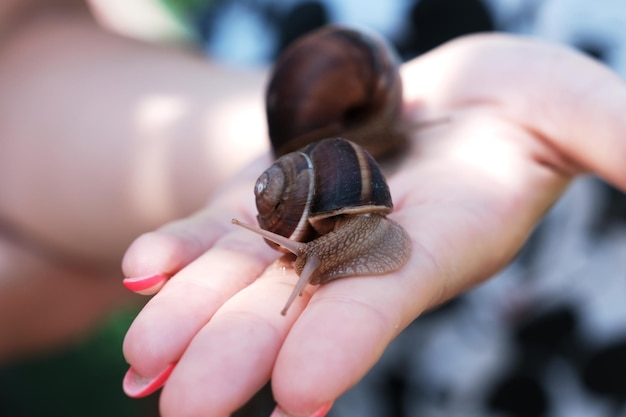 O caracol rasteja na mão Produto cosmético feito de mucina de caracol Rejuvenescimento Terapia de caracóis Fazenda ecológica de caracóis