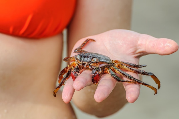 O caranguejo está na mão da menina na praia