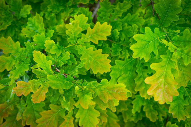 O carvalho verde deixa o fundo textura da natureza da planta e da botânica