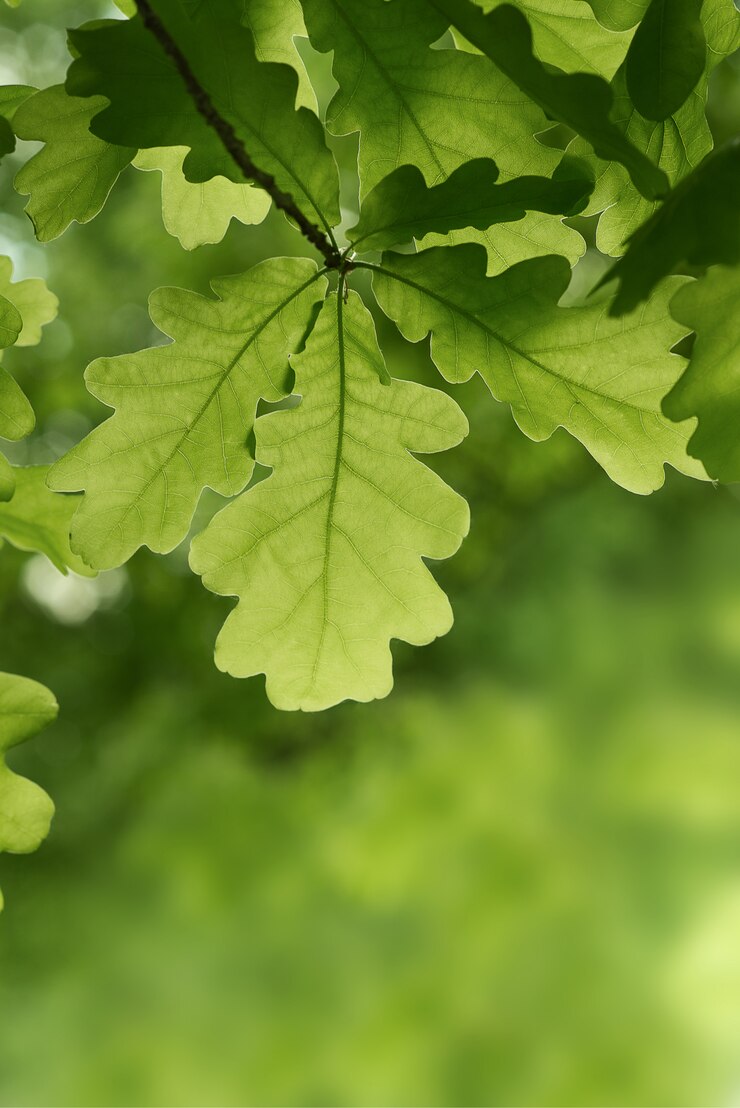 O carvalho verde deixa o fundo. Textura de natureza vegetal e botânica