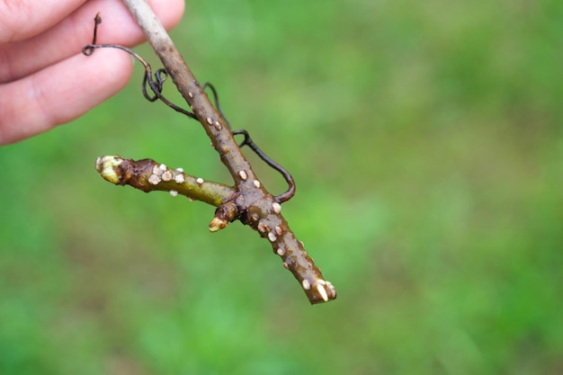 O caule de um galho com rudimentos germinativos de raízes reprodução vegetativa de plantas de jardim