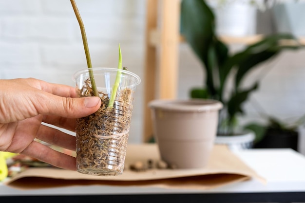 O caule de uma planta doméstica com raízes para reprodução e plantio com uma panela com solo Hobbies e cuidados com plantas em vasos que criam estacas de negócios