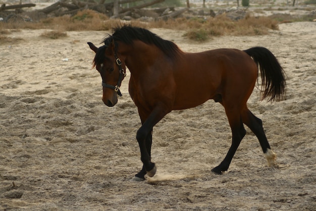 O cavalo árabe é uma raça de cavalo que se originou na Península Arábica